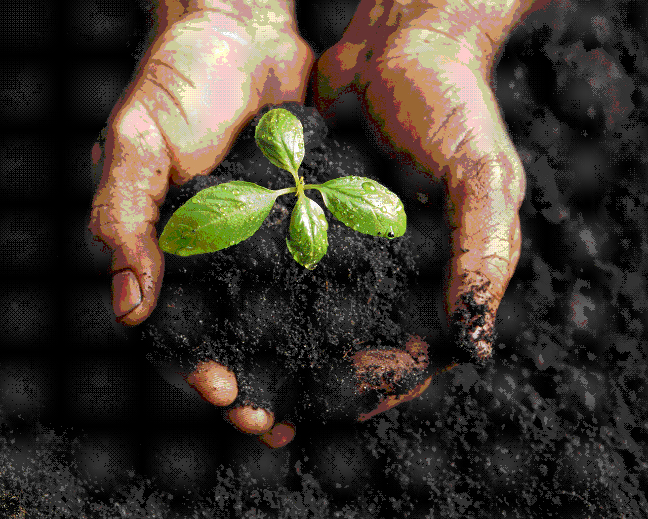 Environmental and Green Living